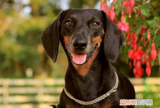 腊肠犬不听话 腊肠犬调皮