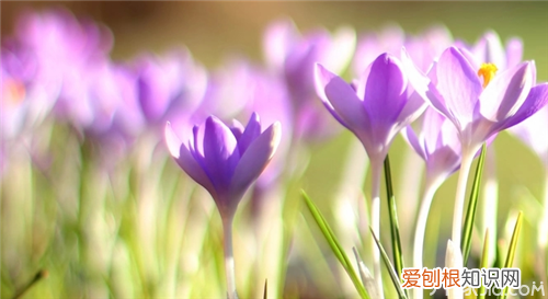 藏红花哪里产的最好 这里到处都是它的身影