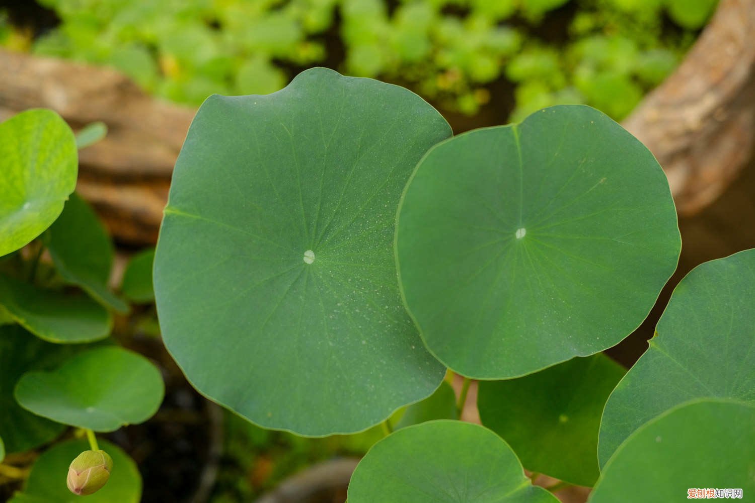 莲藕花怎么种 莲花种植方法，莲花可以用藕种植繁殖吗