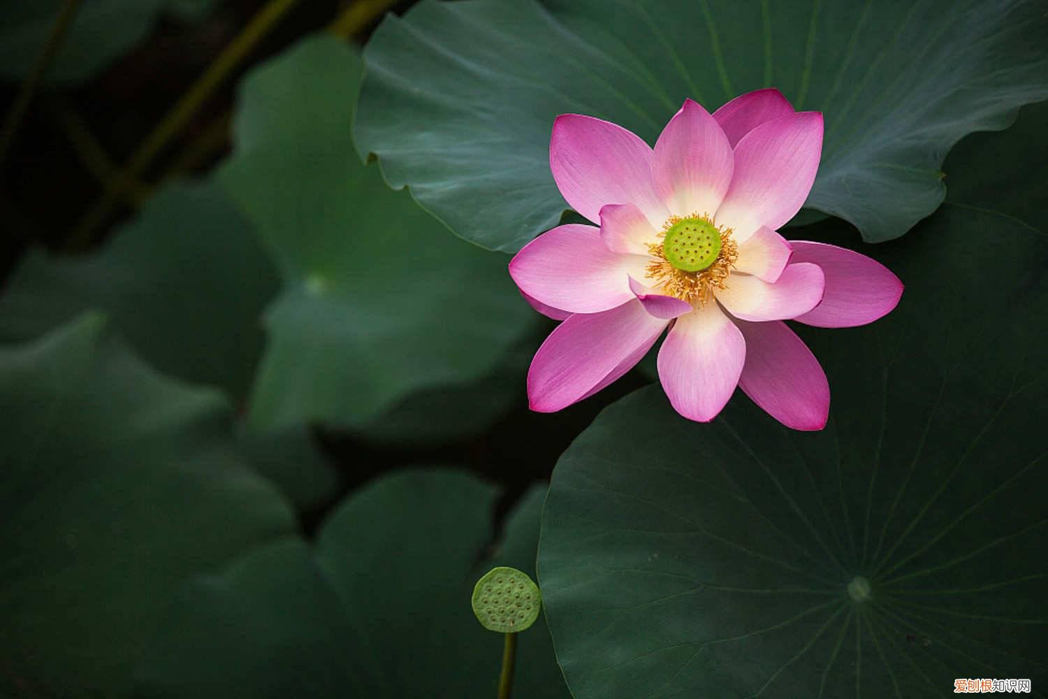 莲藕花怎么种 莲花种植方法，莲花可以用藕种植繁殖吗