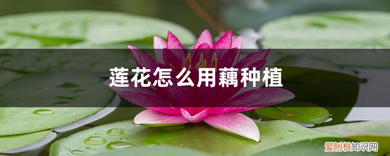 怎样用莲子种植莲藕 莲花怎么用藕种植,种植后怎么养护