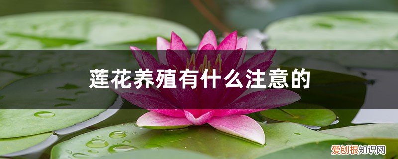 莲花放在室内养还是室外养好 莲花养殖有什么注意的，能放在室内阳台吗