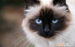 暹罗猫800敢要吗 暹罗猫的市场价格