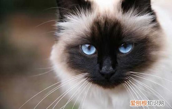 暹罗猫800敢要吗 暹罗猫的市场价格