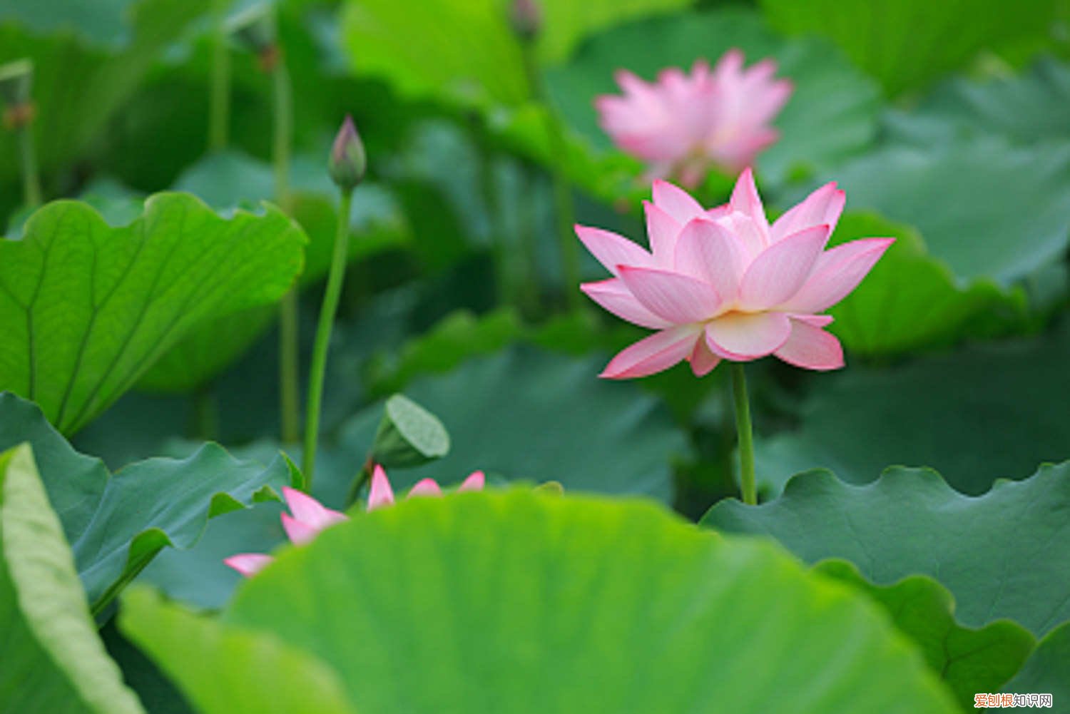 莲花冬天是什么状态的 莲花如何度过冬天，莲花到冬天会死吗