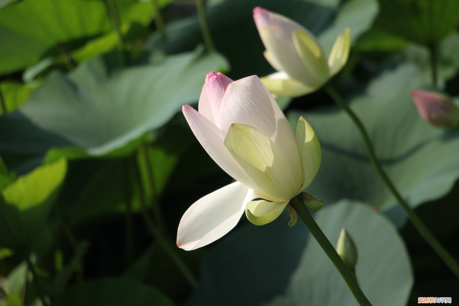 莲花冬天是什么状态的 莲花如何度过冬天，莲花到冬天会死吗