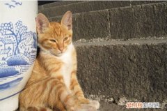 猫咪坐姿简笔画 猫咪坐姿