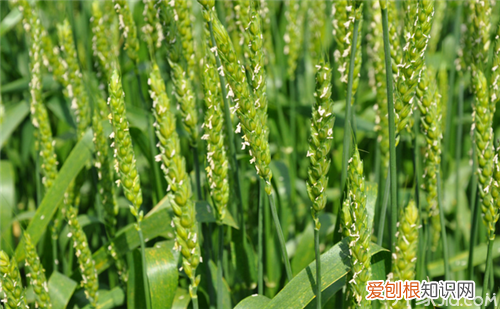 小麦品种介绍 小麦哪个品种比较好