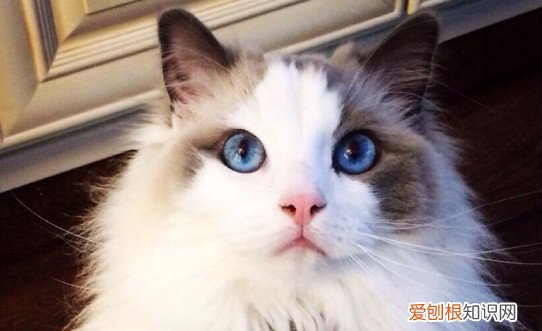 布偶猫咬人吗 布偶猫一般不咬人