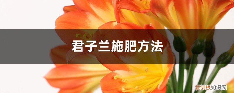 君子兰施肥用什么肥料才开花 君子兰施肥方法，施什么肥能开花