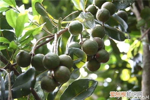 澳洲坚果种植技术 时节选择很重要