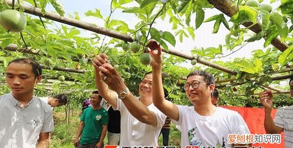 农业产业百香果基地 扶贫种植百香果标准