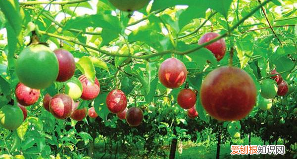 农业产业百香果基地 扶贫种植百香果标准