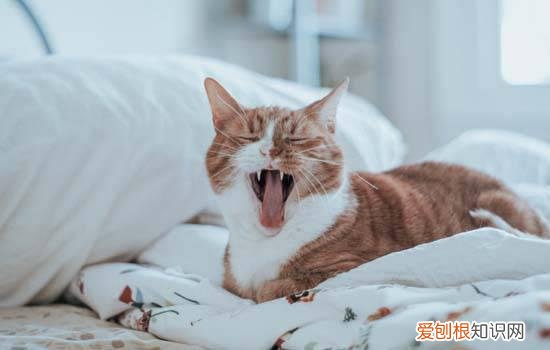 小猫认主人吗? 小猫认主人