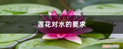 莲花会被淹死吗? 莲花对水的要求，莲花淋雨会死吗