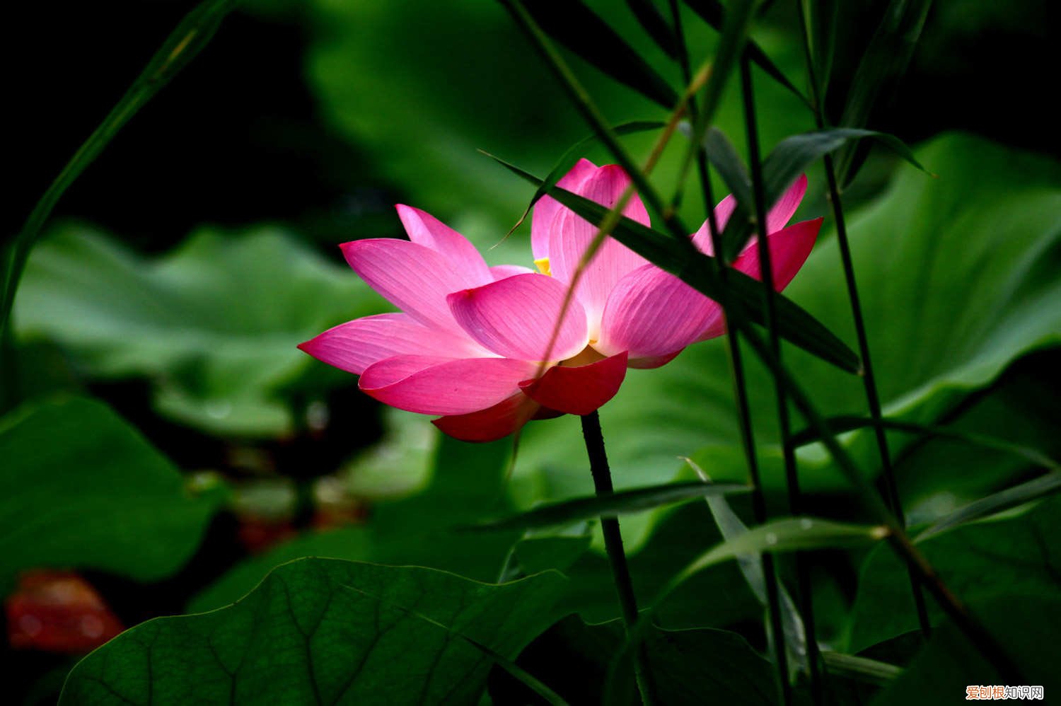 莲花叶面肥 莲花的施肥方法，莲花不施肥行吗