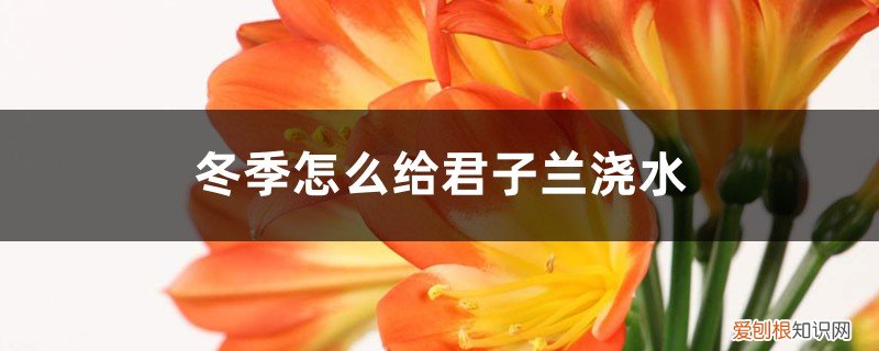 君子兰冬天浇水要浇透吗 冬季怎么给君子兰浇水,浇水要浇透吗