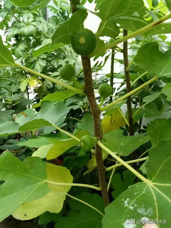 插枝条容易活的方法生根，1根枝条插土里，10天生根，来年结果，一结一箩筐，吃不完！