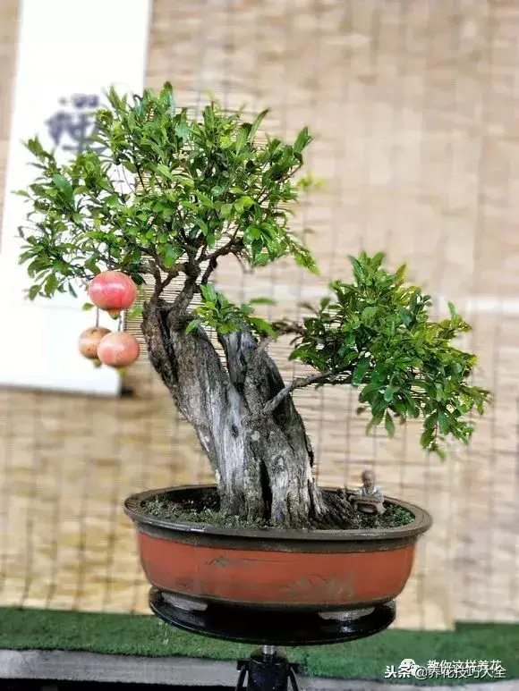 插枝条容易活的方法生根，1根枝条插土里，10天生根，来年结果，一结一箩筐，吃不完！