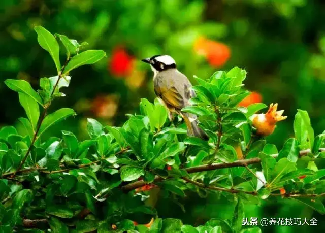 插枝条容易活的方法生根，1根枝条插土里，10天生根，来年结果，一结一箩筐，吃不完！