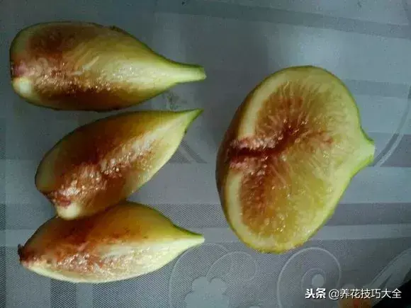 插枝条容易活的方法生根，1根枝条插土里，10天生根，来年结果，一结一箩筐，吃不完！