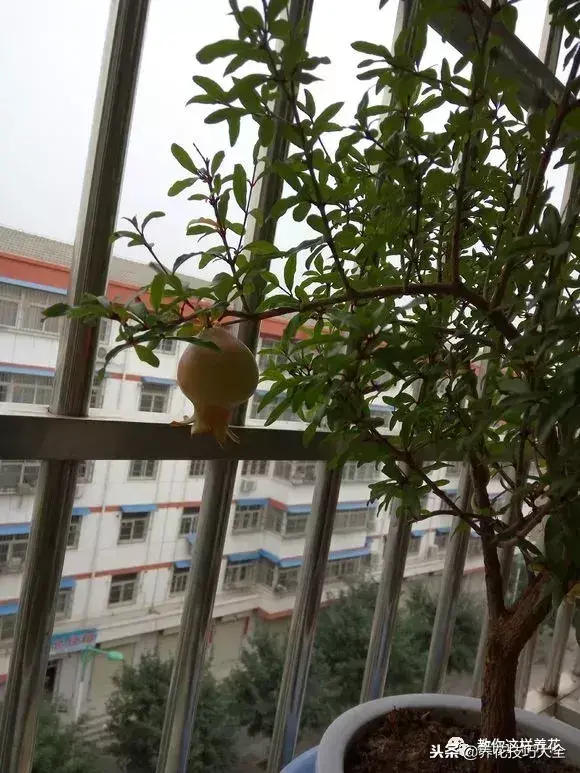 插枝条容易活的方法生根，1根枝条插土里，10天生根，来年结果，一结一箩筐，吃不完！