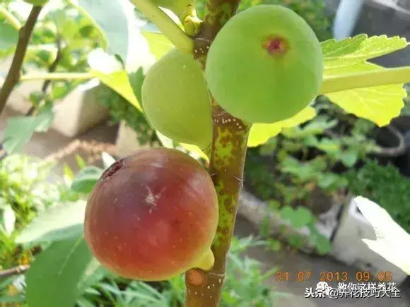 插枝条容易活的方法生根，1根枝条插土里，10天生根，来年结果，一结一箩筐，吃不完！