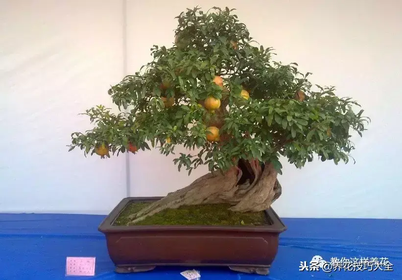 插枝条容易活的方法生根，1根枝条插土里，10天生根，来年结果，一结一箩筐，吃不完！