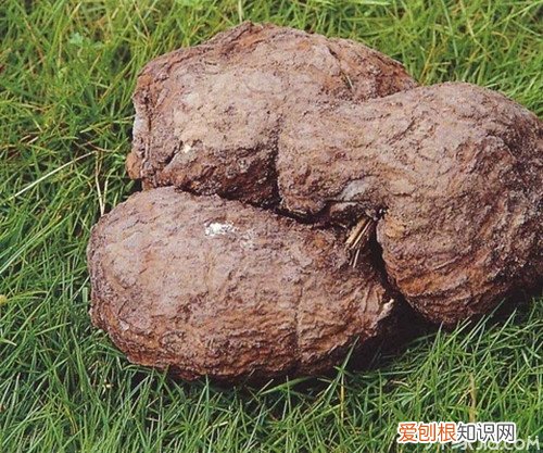 茯神木的功效与作用如何挑选茯神木