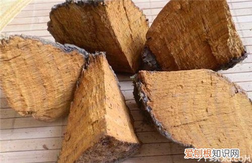 【涨知识】桑黄的功效与作用，桑黄的功效与作用百度