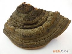 【涨知识】桑黄的功效与作用，桑黄的功效与作用百度