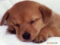 土狗幼犬的挑选方法图解 土狗幼犬的挑选方法