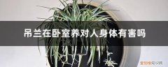吊兰养在室内好吗 吊兰在卧室养对人身体有害吗，吊兰在家里养好不好