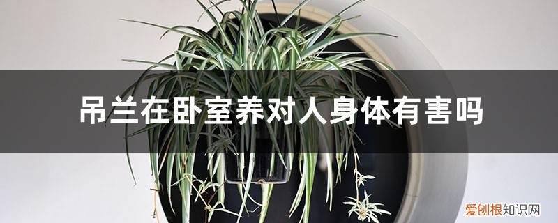 吊兰养在室内好吗 吊兰在卧室养对人身体有害吗，吊兰在家里养好不好