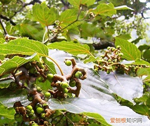 枳椇种植一起来学习枳椇种植技术吧！