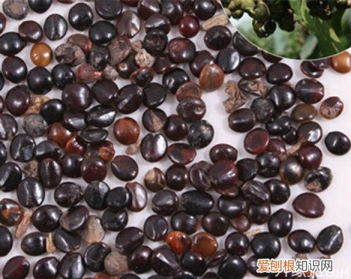 枳椇种植一起来学习枳椇种植技术吧！