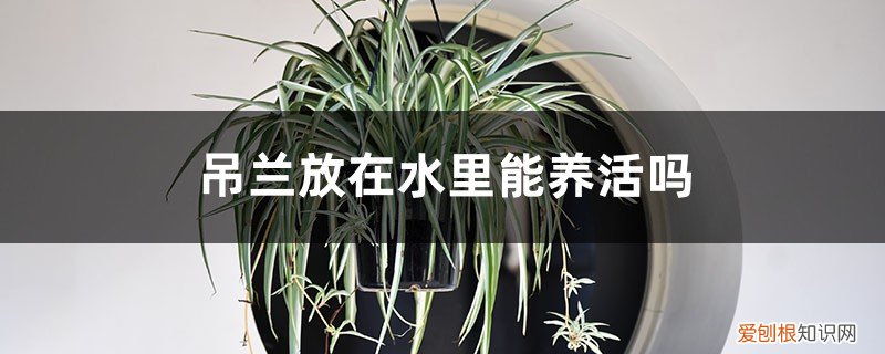 吊兰可以放水里养吗? 吊兰放在水里能养活吗，放在室外冬天会冻死吗