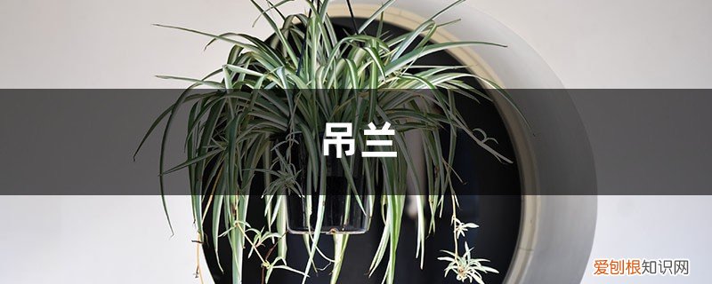 冬天吊兰叶子发黄怎么补救 吊兰在室内叶子发黄怎么回事,吊兰在北方冬天怎么养