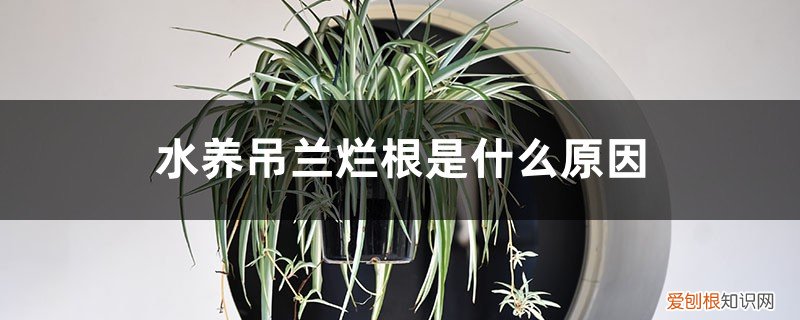 吊兰放水里养烂根 水养吊兰烂根是什么原因,水养吊兰烂根后怎么处理