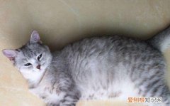 英短鱼骨纹为什么便宜 鱼骨纹的英短不纯