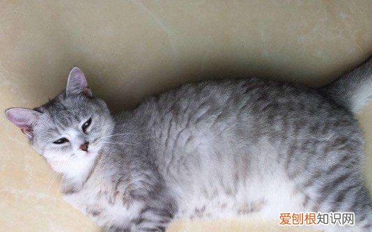 英短鱼骨纹为什么便宜 鱼骨纹的英短不纯