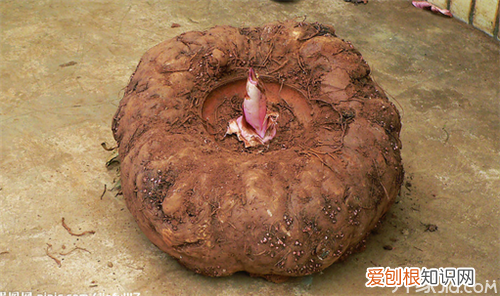 魔芋生长习性 魔芋种植技术要求