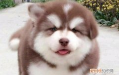 阿拉斯加雪橇犬的寿命对照表 阿拉斯加雪橇犬寿命