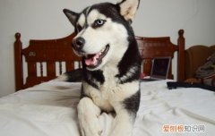哈士奇食量标准表 哈士奇食量标准