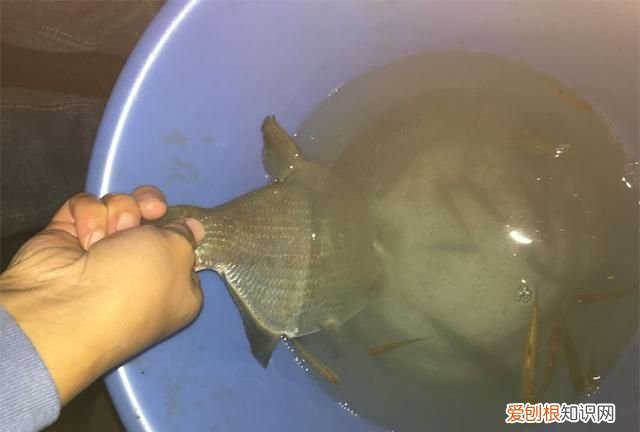 如何分辨鳊鱼 为什么现在钓的都是鳊鱼