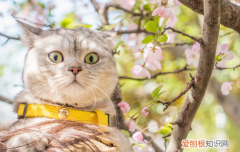 猫生气的声音 猫生气的声音是什么样的