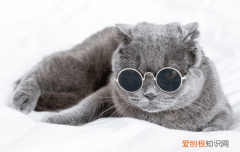猫开心的时候怎么叫的 猫开心的叫声是什么啊