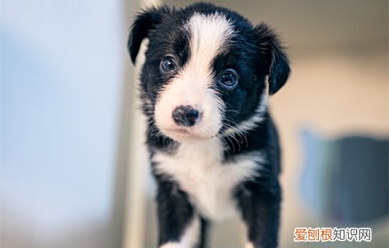 边牧可以吃苹果吗视频 边牧可以吃苹果吗