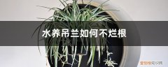 吊兰没根能水养吗 水养吊兰如何不烂根，水养吊兰如何插活