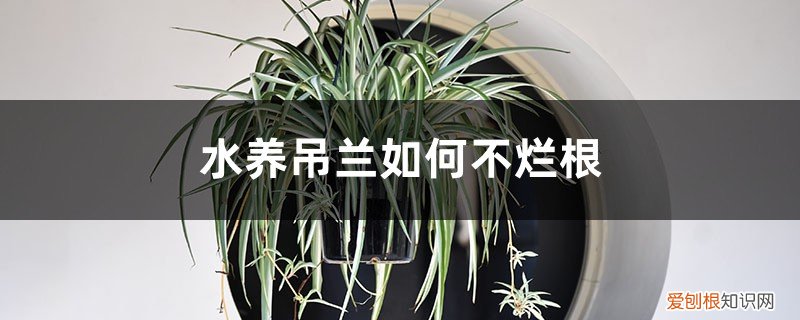 吊兰没根能水养吗 水养吊兰如何不烂根，水养吊兰如何插活